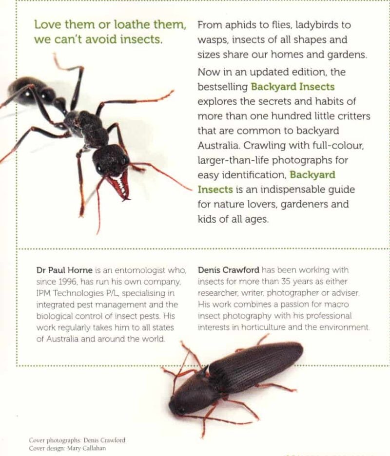 Backyard Insects - Image 4